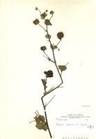 藏品(冬葵子)的圖片